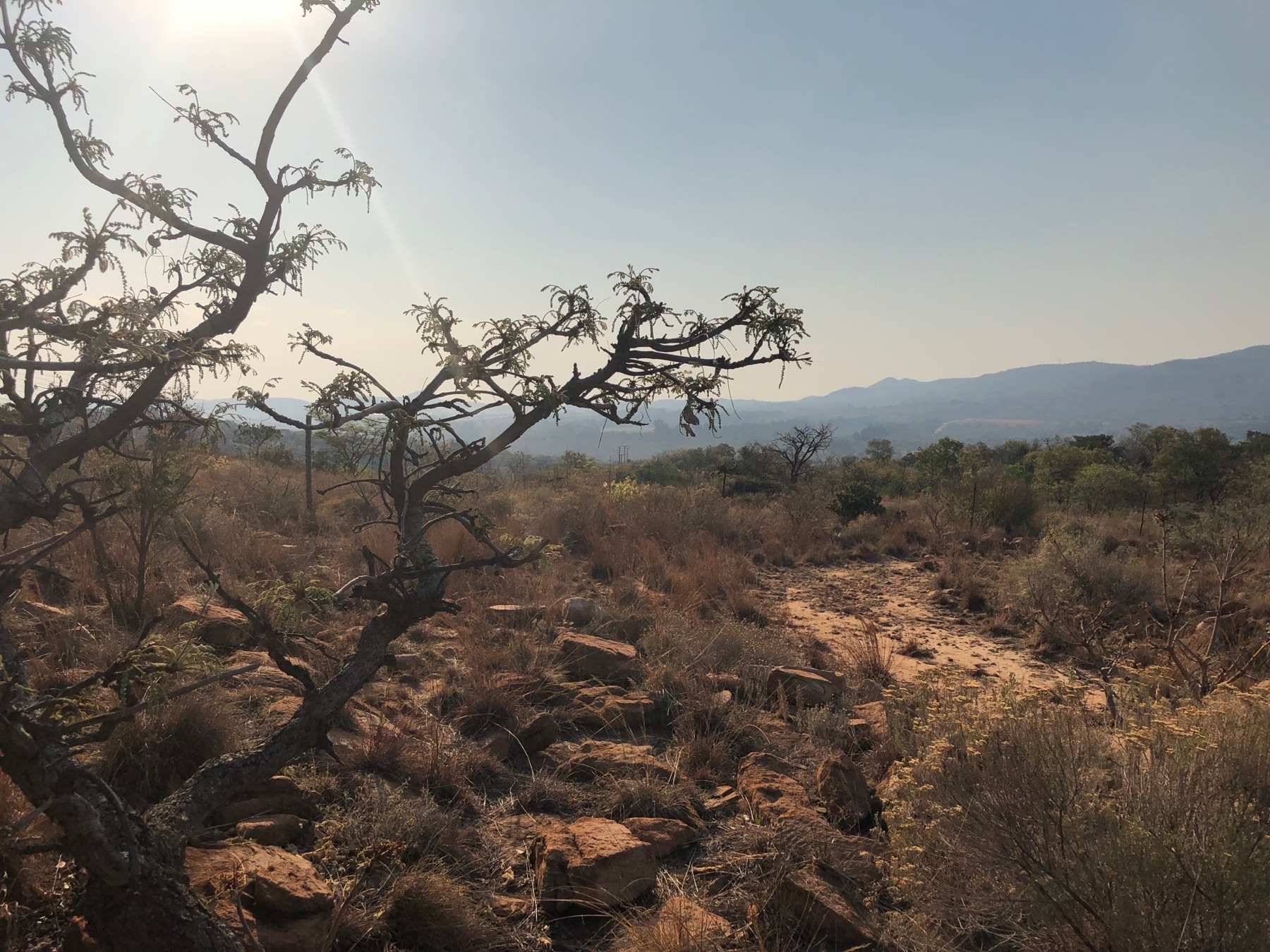 Bare-branched tree in the bushveld, blue sky behind