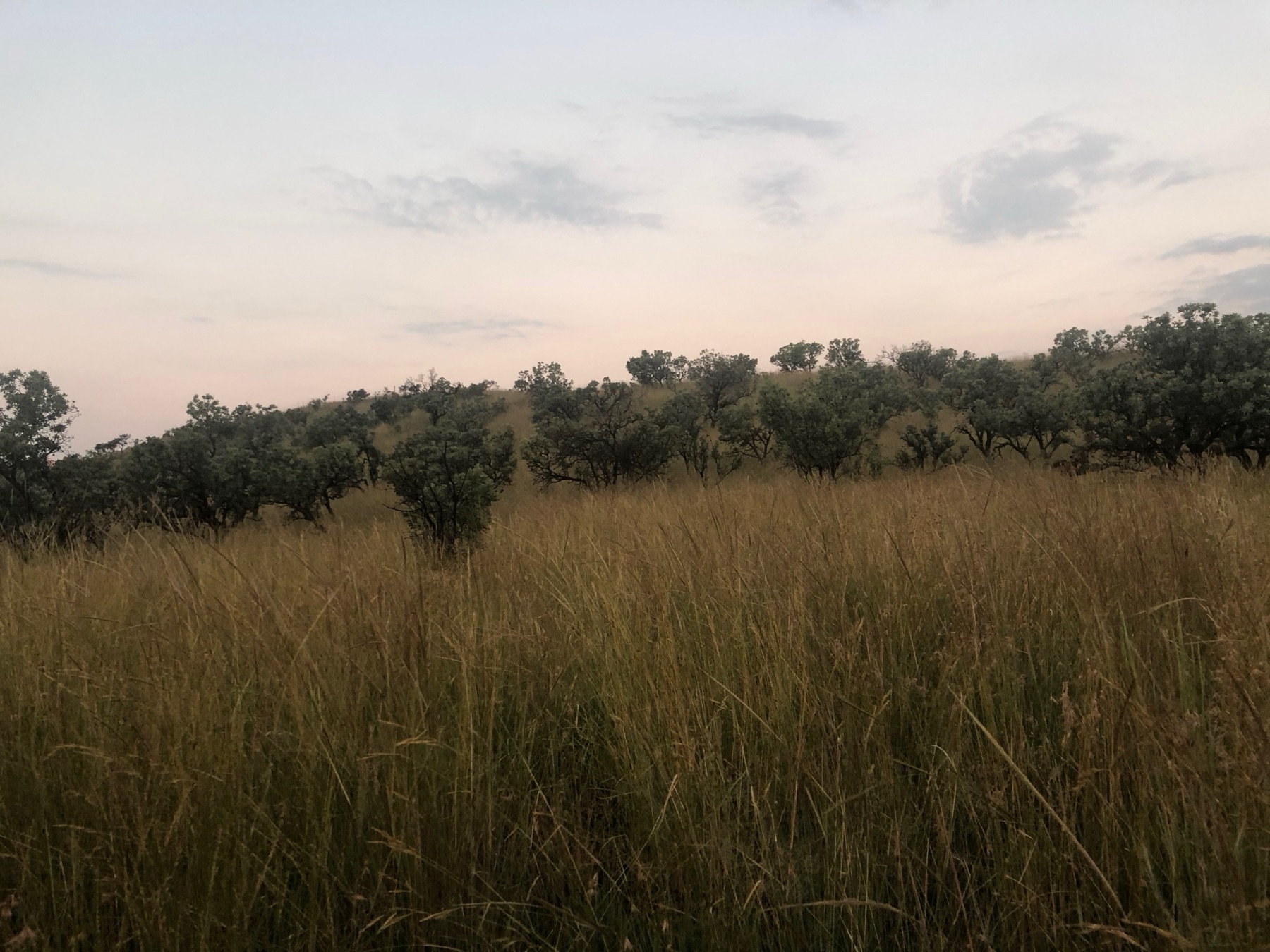Tall golden grass with low trees and distant mountains