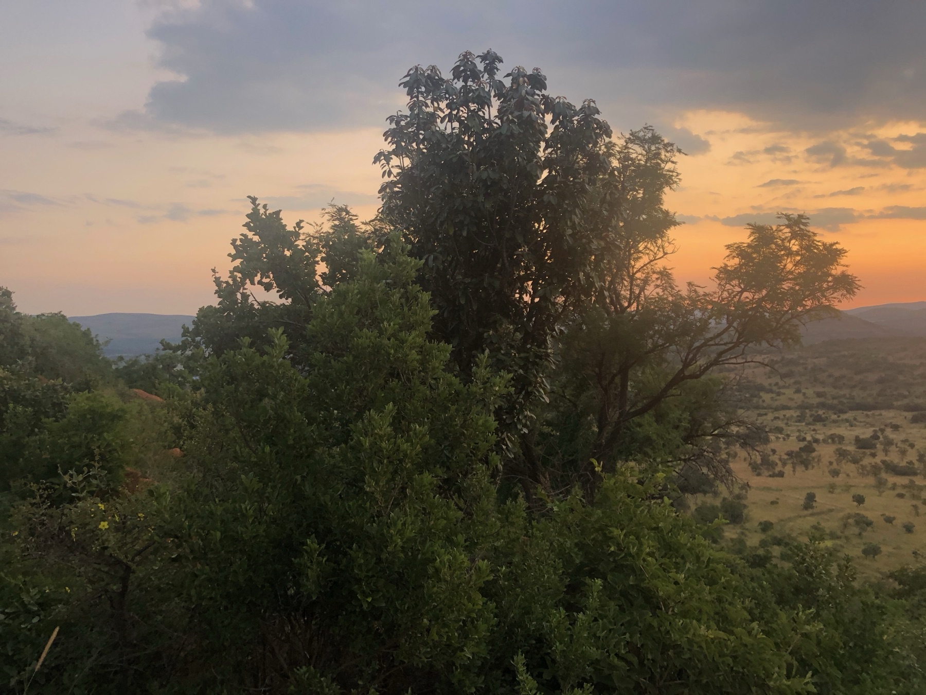 Trees silhouetted against a pink-orange dusk sky