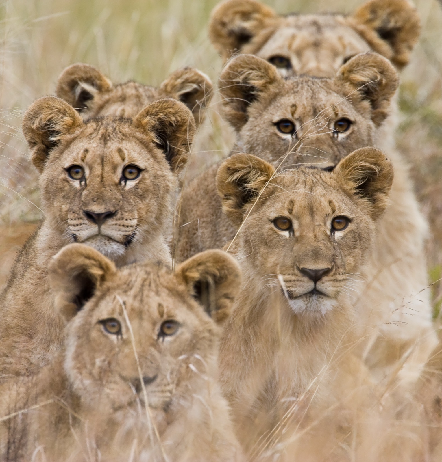 Family of African lions