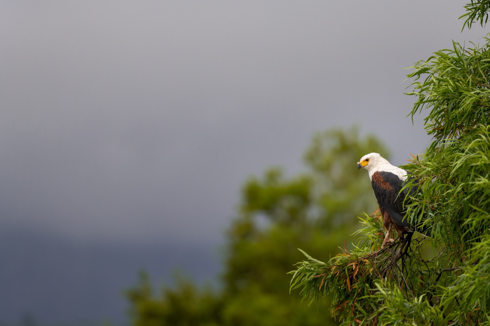 African fish eagle in a tree