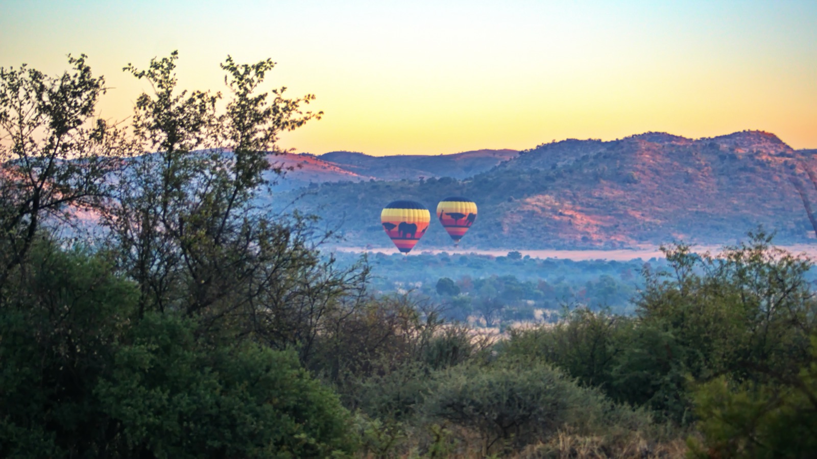 Hot air balloons rising above the bush at dawn