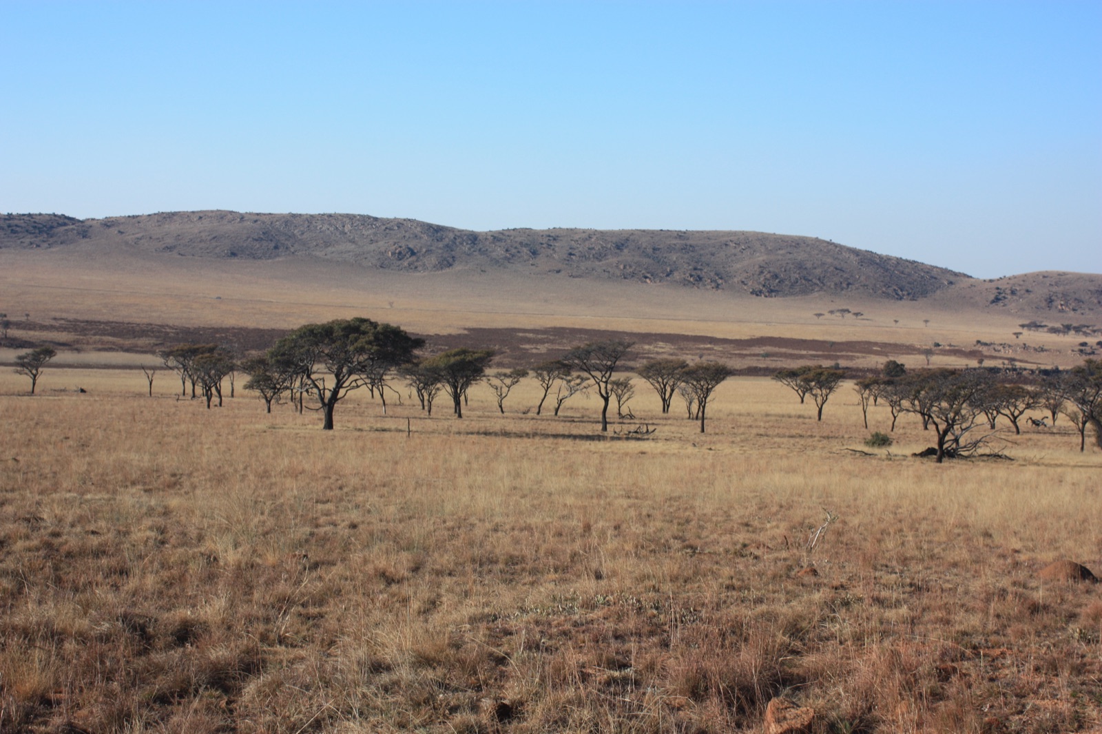 Kgaswane Mountain Reserve plateau, golden grassland with acacia and mountain ridge